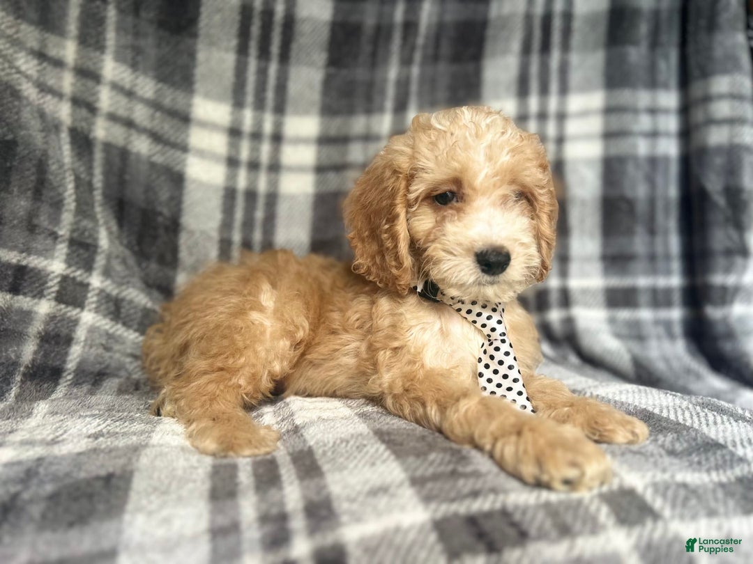 Cockapoo dogs for sale: Kam - Image 8