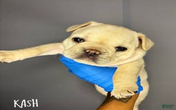French Bulldog dogs for sale: French Bulldog 4 puppies - Image 10