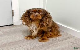 Cavapoo dogs for sale: Max - Image 7