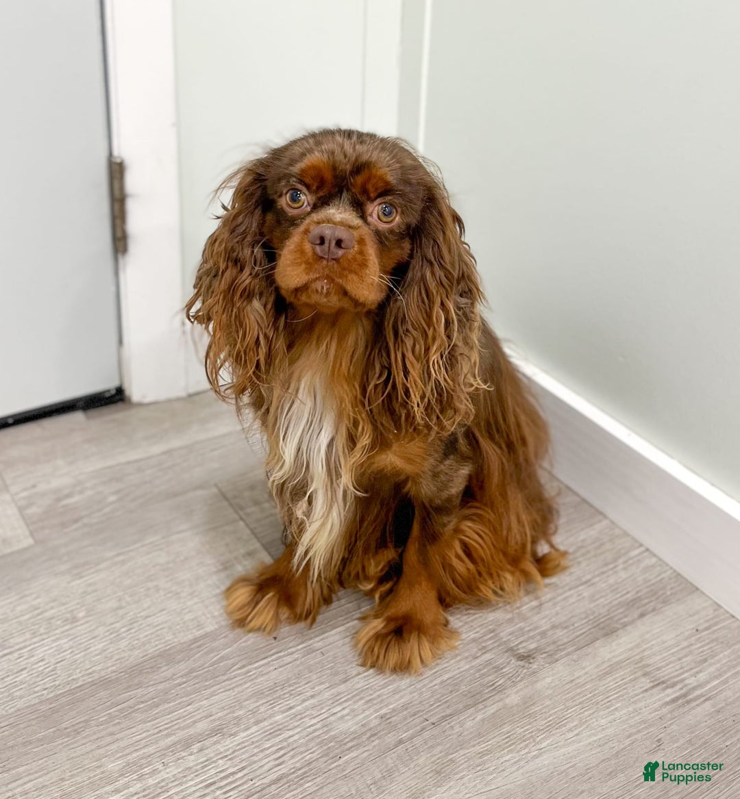 Cavapoo dogs for sale: Max - Image 7