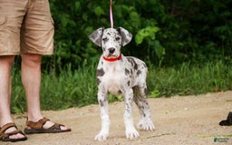 Great Dane dogs for sale: Jamaica - Image 18