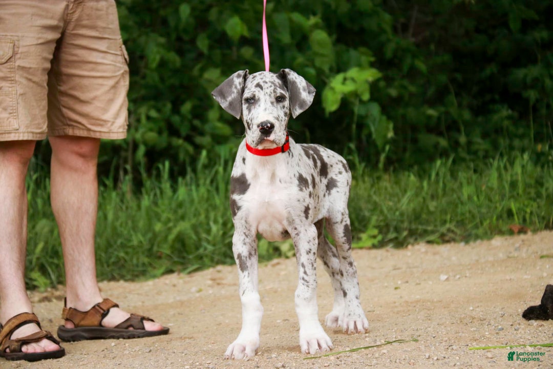 Great Dane dogs for sale: Jamaica - Image 18