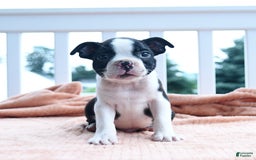 Boston Terrier dogs for sale: Earl - Image 4
