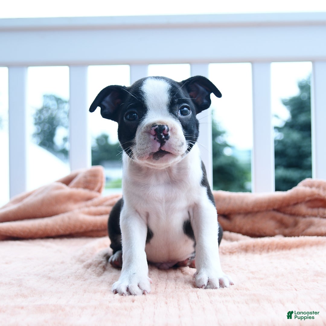 Boston Terrier dogs for sale: Earl - Image 4
