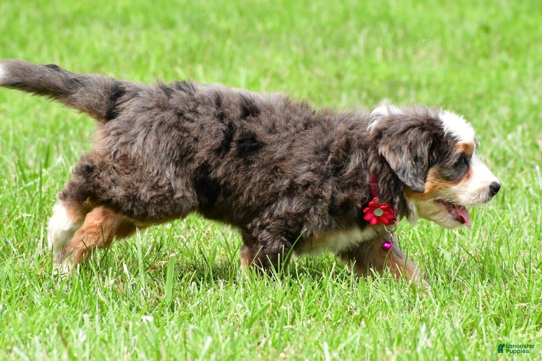 Mini Bernedoodle dogs for sale: Jade - Image 11