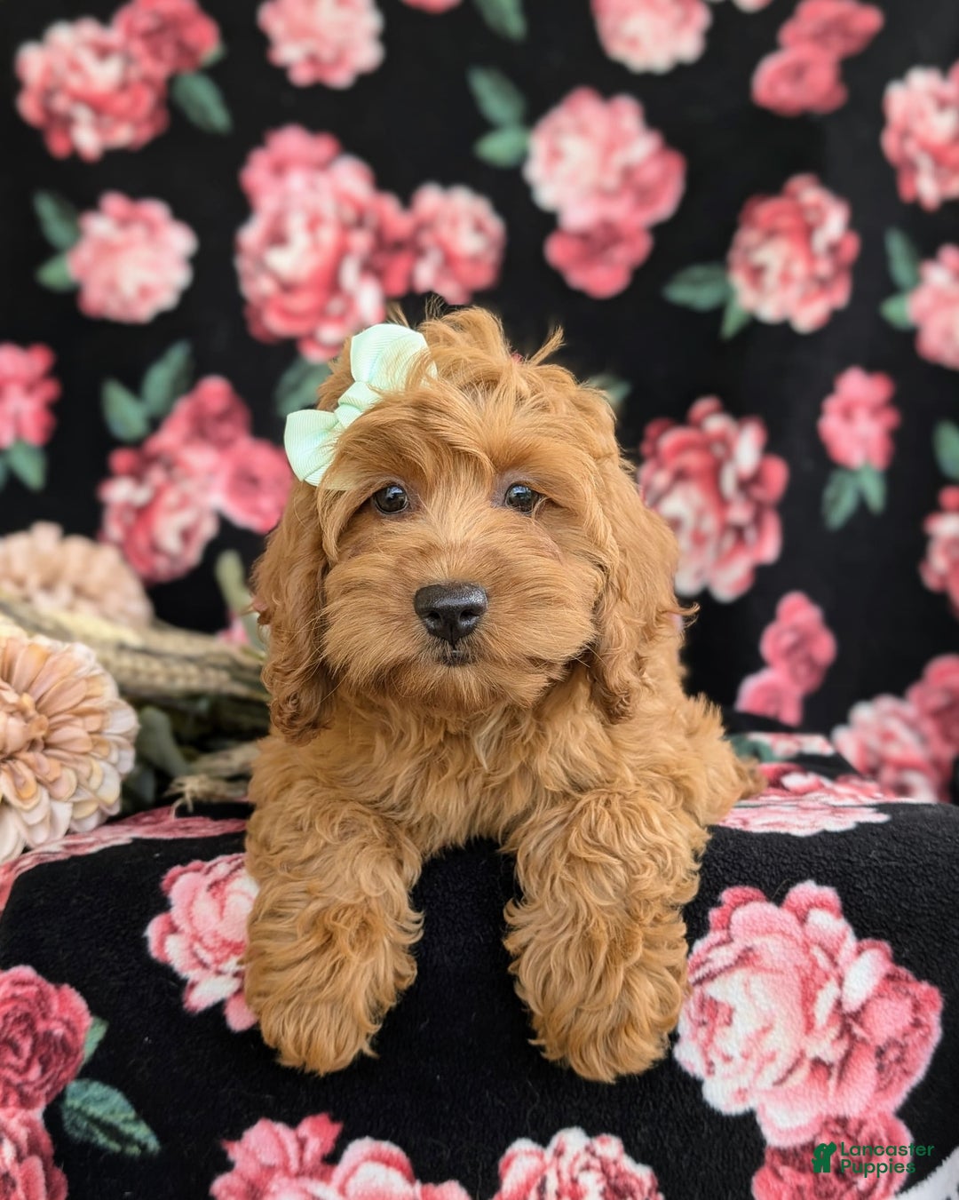 Cockapoo dogs for sale: Elisa - Image 15