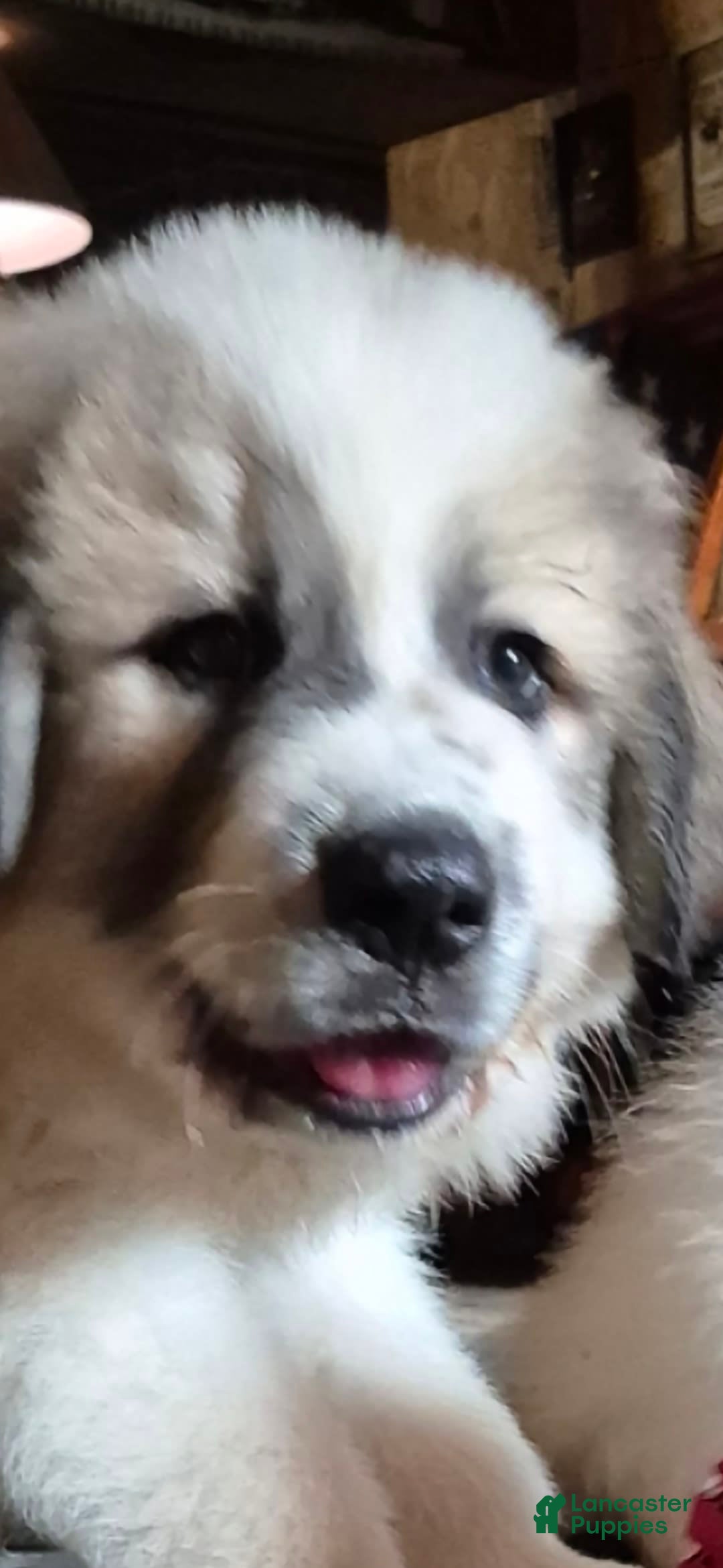 Great Pyrenees dogs for sale: White - Image 4
