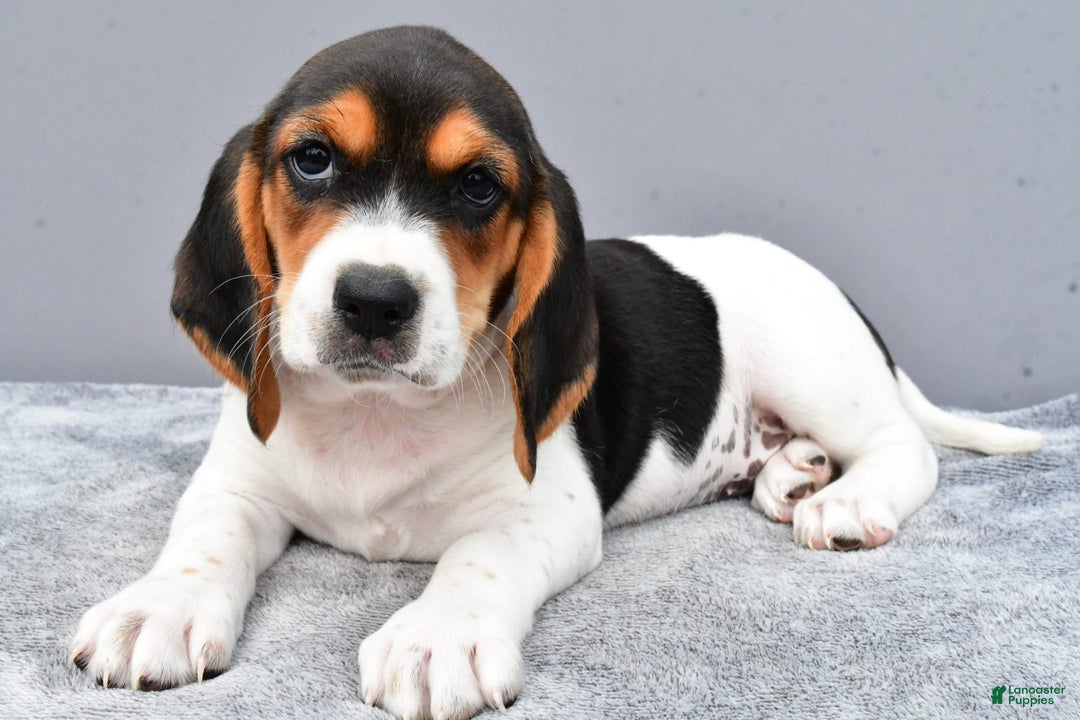 Beagle dogs for sale: Trixie - Image 1