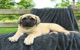 English Mastiff dogs for sale: Molly - Image 4