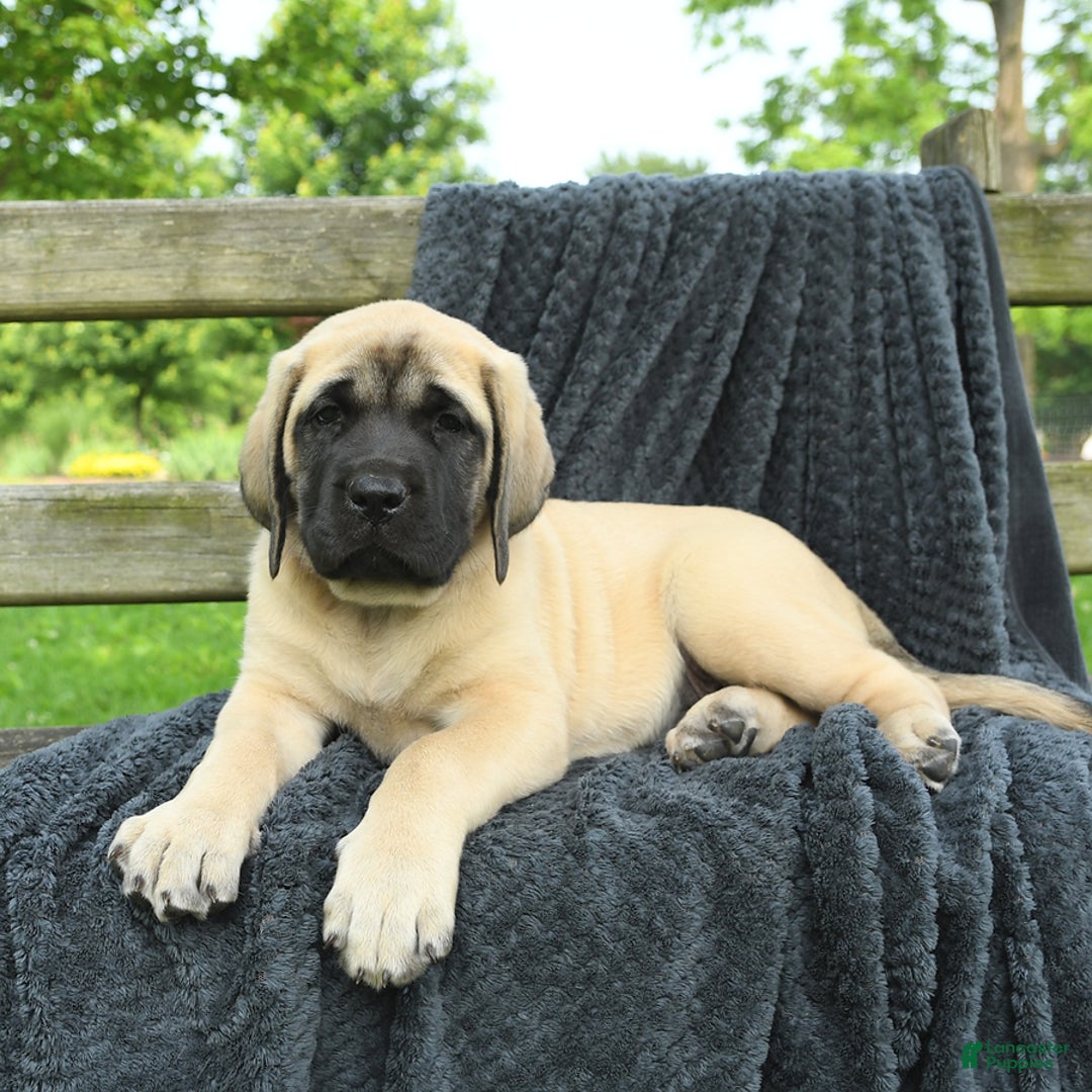English Mastiff dogs for sale: Molly - Image 4