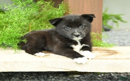 Pomsky dogs for sale: Hudson - Image 1