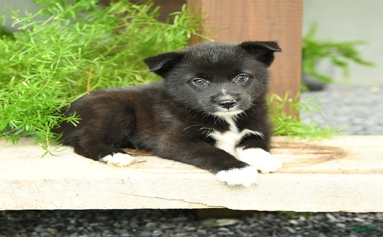 Pomsky dogs for sale - Ad 3