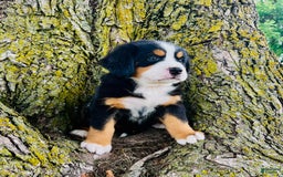 Bernese Mountain Dog dogs for sale: Lucy - Image 3