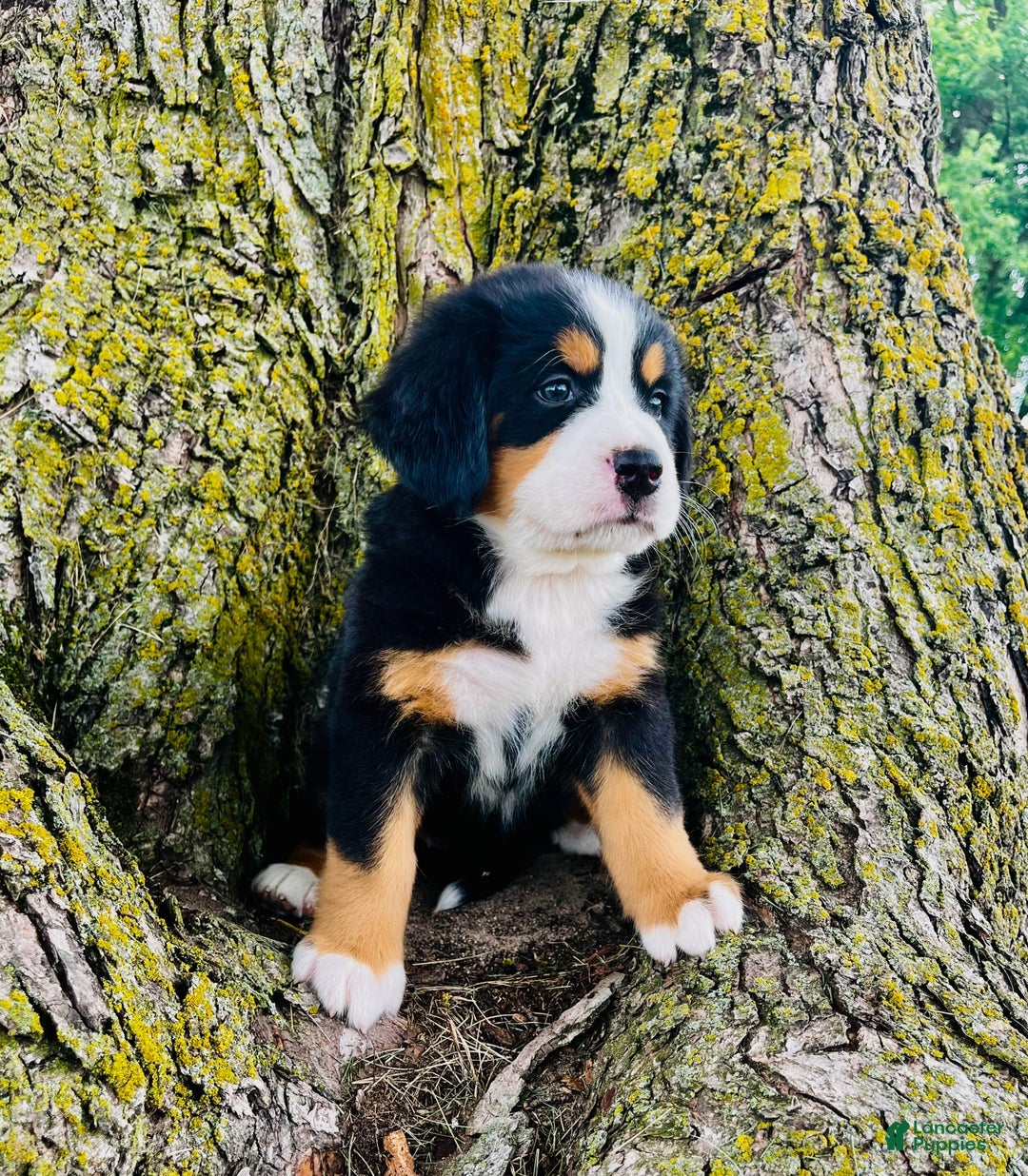 Bernese Mountain Dog dogs for sale: Lucy - Image 3