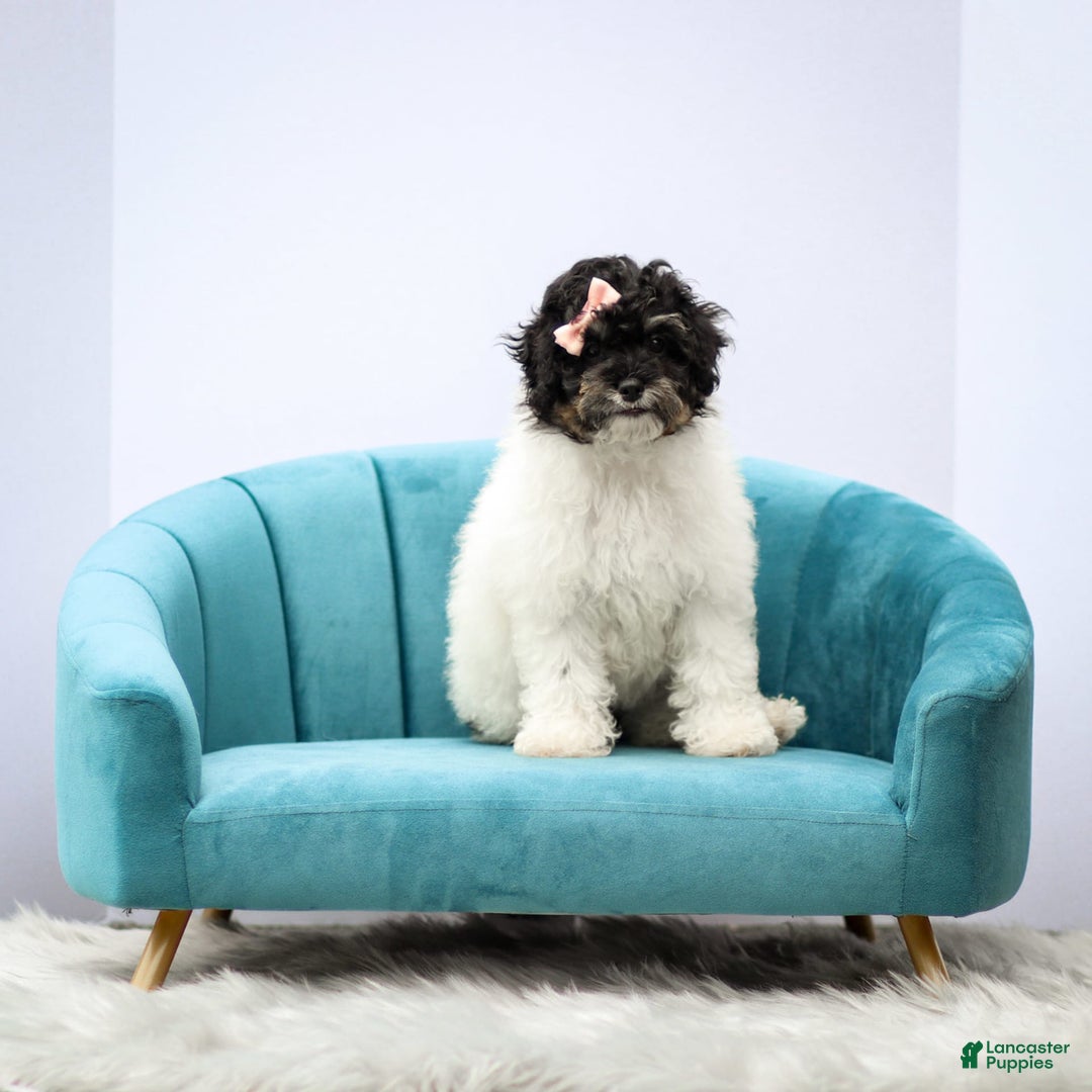 Miniature Poodle dogs for sale: Lexi - Image 4