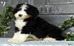 Bernedoodle dogs for sale: Doran - Image 7