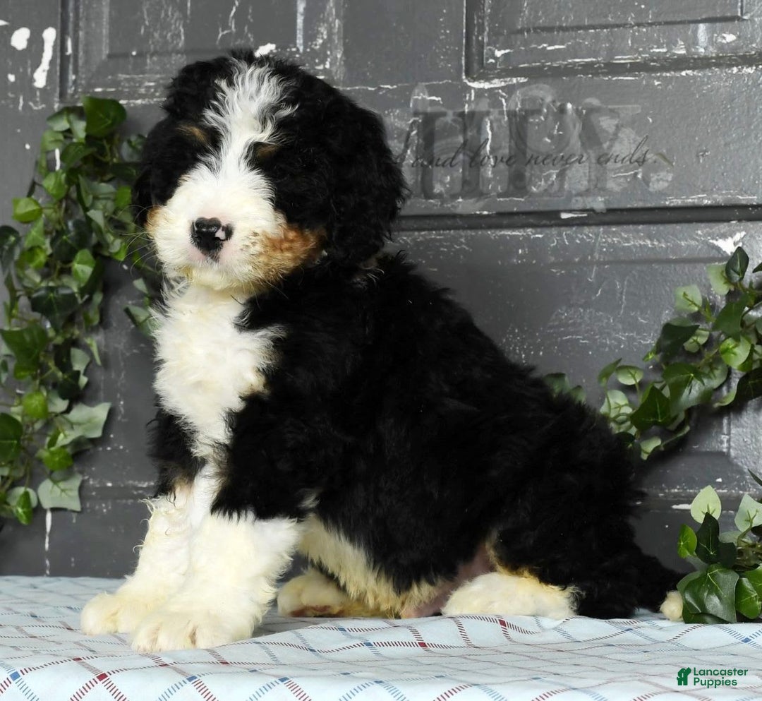 Bernedoodle dogs for sale: Doran - Image 7
