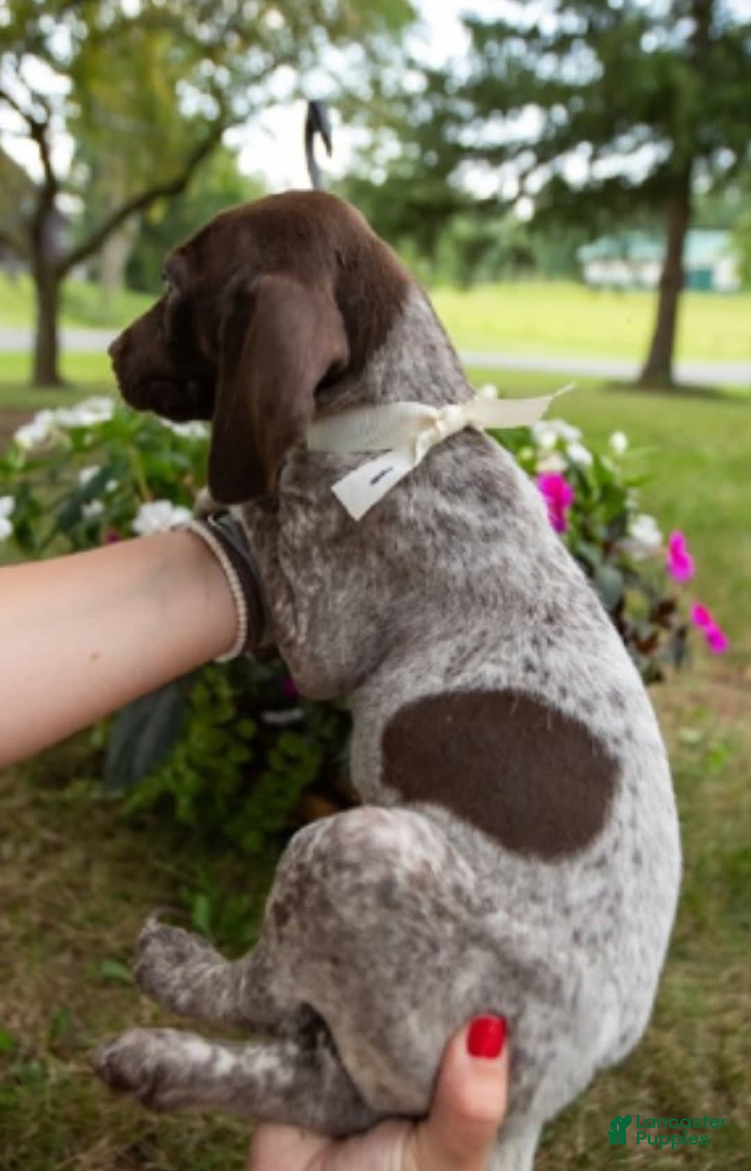 German Shorthaired Pointer dogs for sale: German Shorthaired Pointer 2 puppies - Image 5