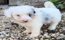 Mini Aussiedoodle dogs for sale: Bean - Image 6