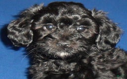 Yorkiepoo dogs for sale: Inky - Image 10