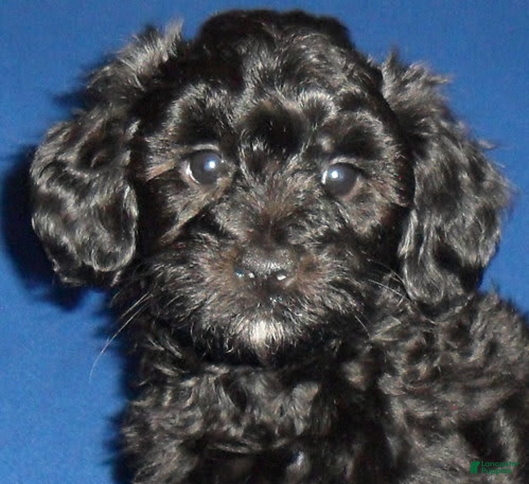 Yorkiepoo dogs for sale: Inky - Image 10