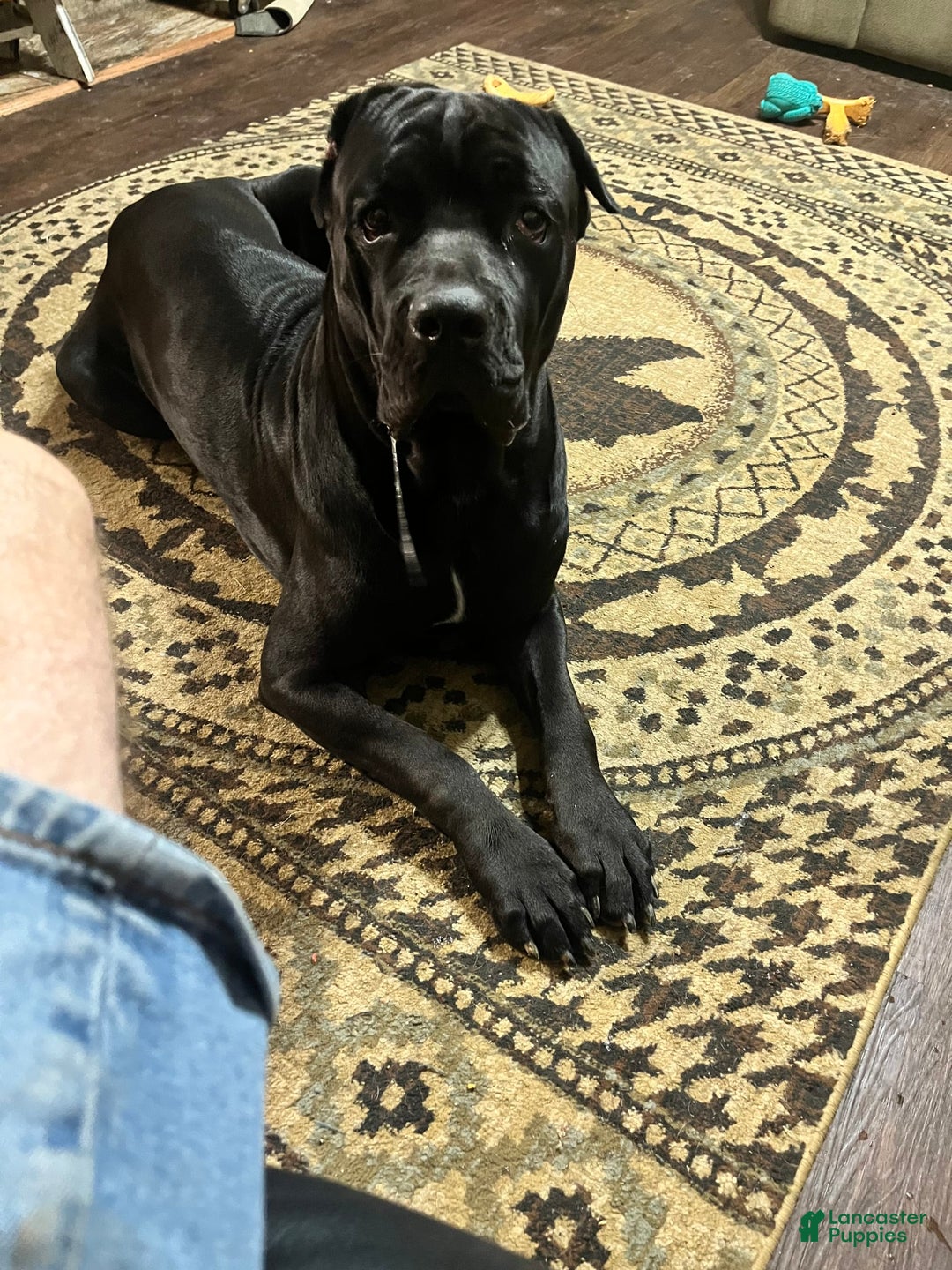 Cane Corso dogs for sale: Annabelle - Image 2