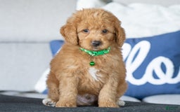 Mini Goldendoodle dogs for sale: Danton - Image 1