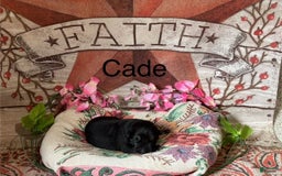 German Shepherd dogs for sale: Cade - Image 1