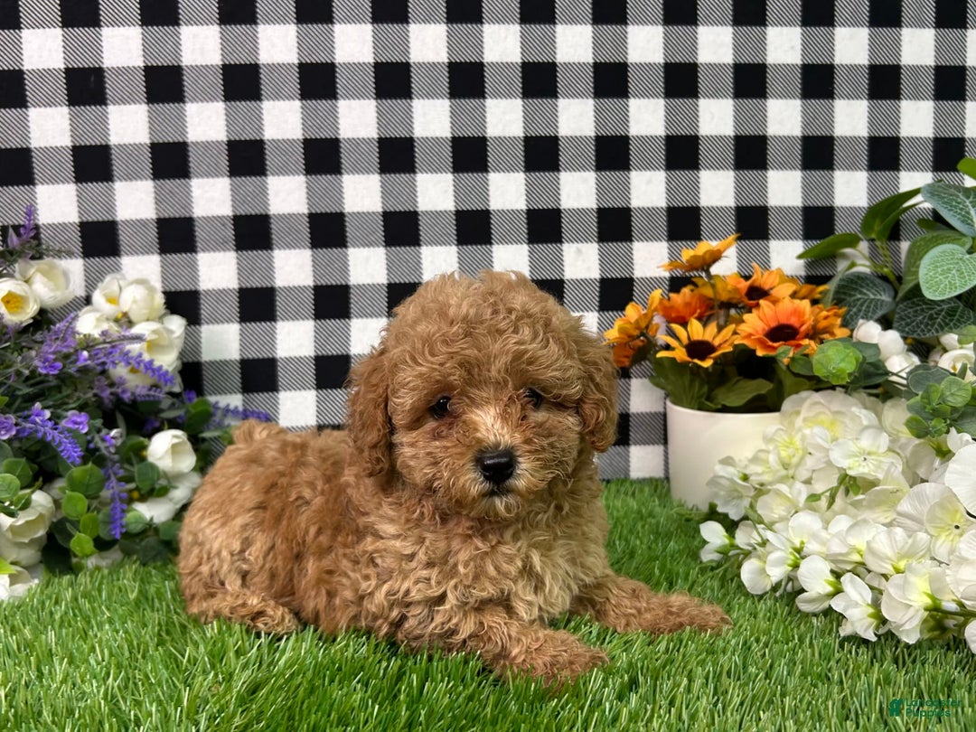 Miniature Poodle dogs for sale: Mila - Image 2