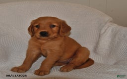 Golden Retriever dogs for sale: Golden Retriever 11 puppies - Image 31