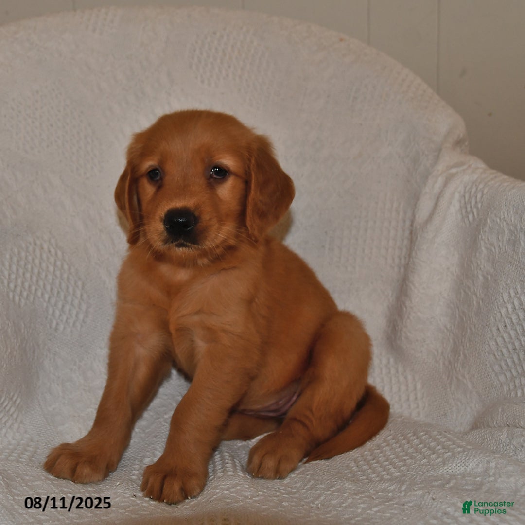 Golden Retriever dogs for sale: Golden Retriever 11 puppies - Image 31
