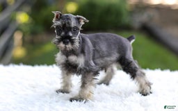 Miniature Schnauzer dogs for sale: Asher - Image 11
