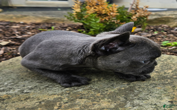 French Bulldog dogs for sale: Blue - Image 1