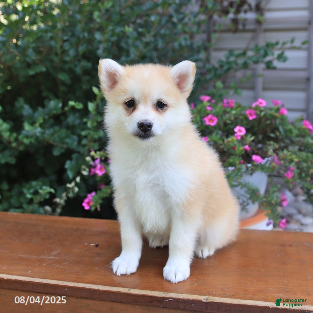 Pomsky dogs for sale: Ava - Image 4