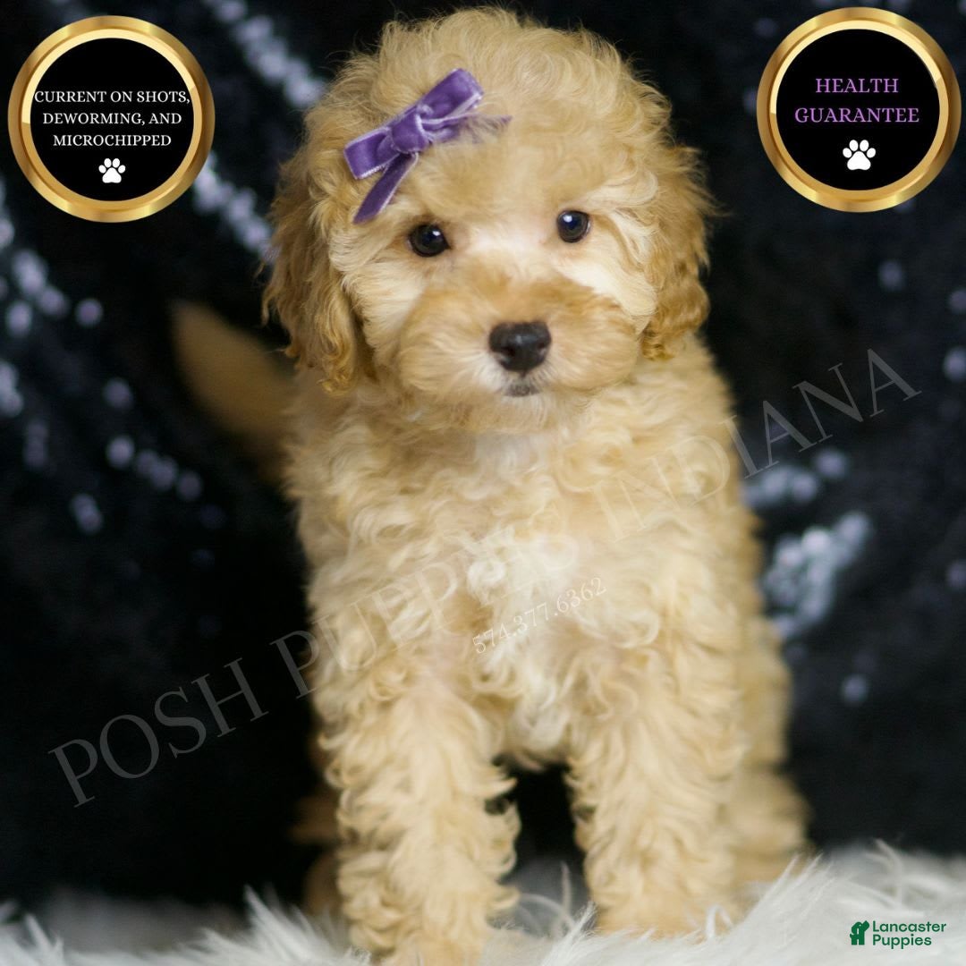 Toy Poodle dogs for sale: Hope - Image 1
