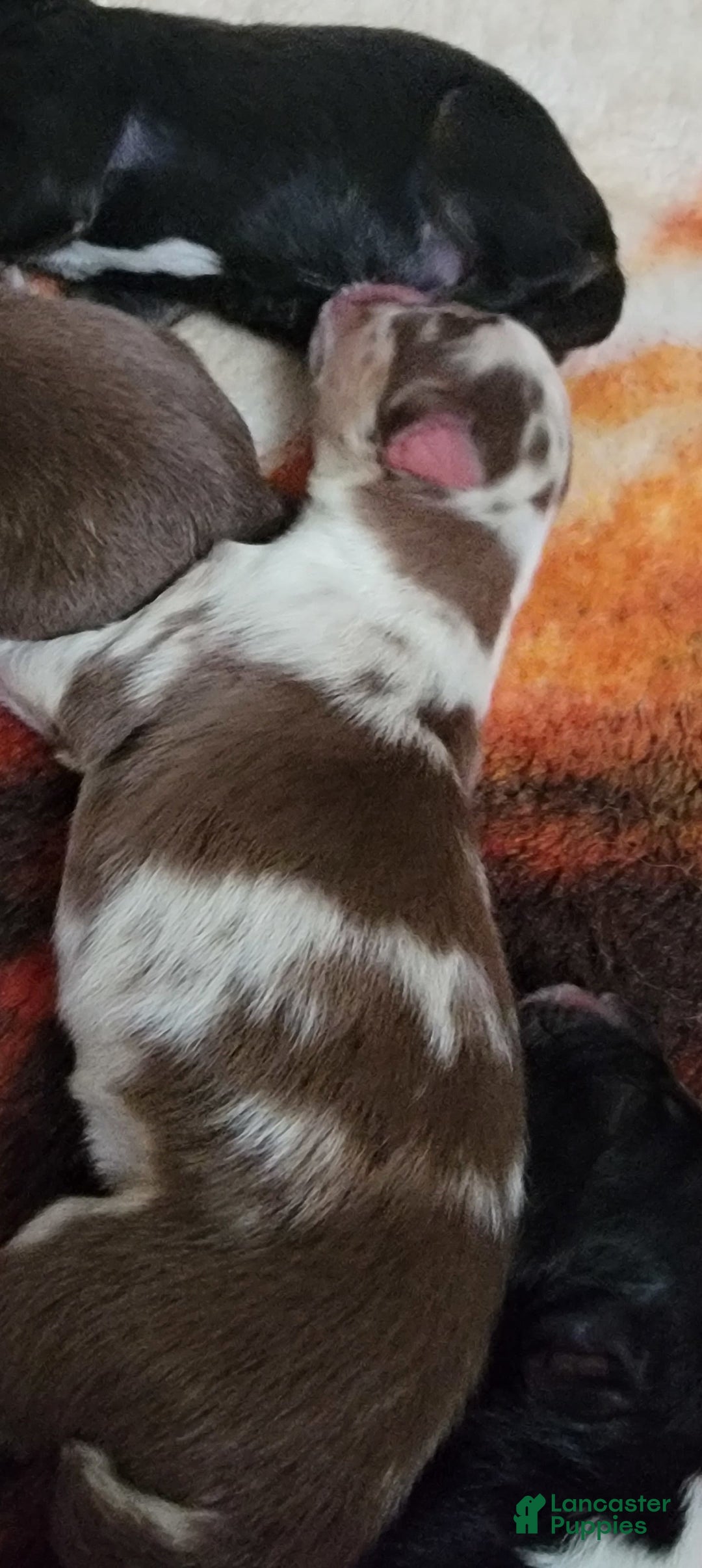 Australian Shepherd dogs for sale: Red Merle Female - Image 3