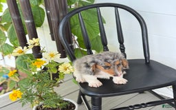 Miniature Dachshund dogs for sale: Miniature Dachshund 7 puppies - Image 12