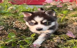 Alaskan Klee Kai dogs for sale: Blue Yukan - Image 6