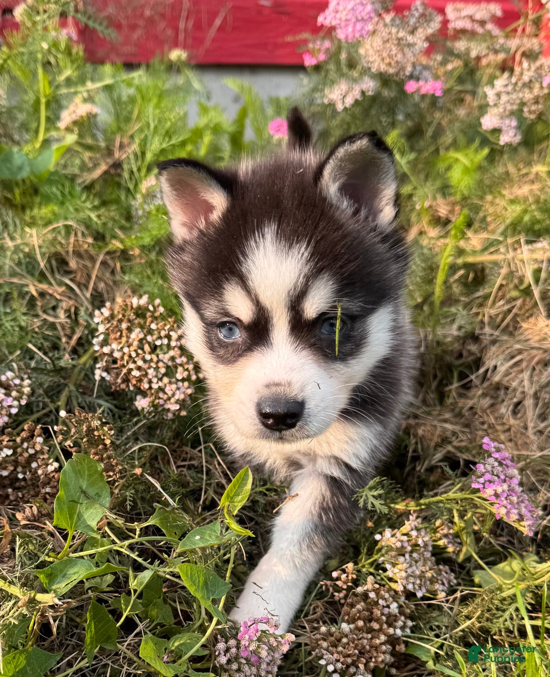 Alaskan Klee Kai dogs for sale: Blue Yukan - Image 6