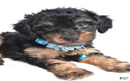 Cavapoo dogs for sale: Brooklyn - Image 4
