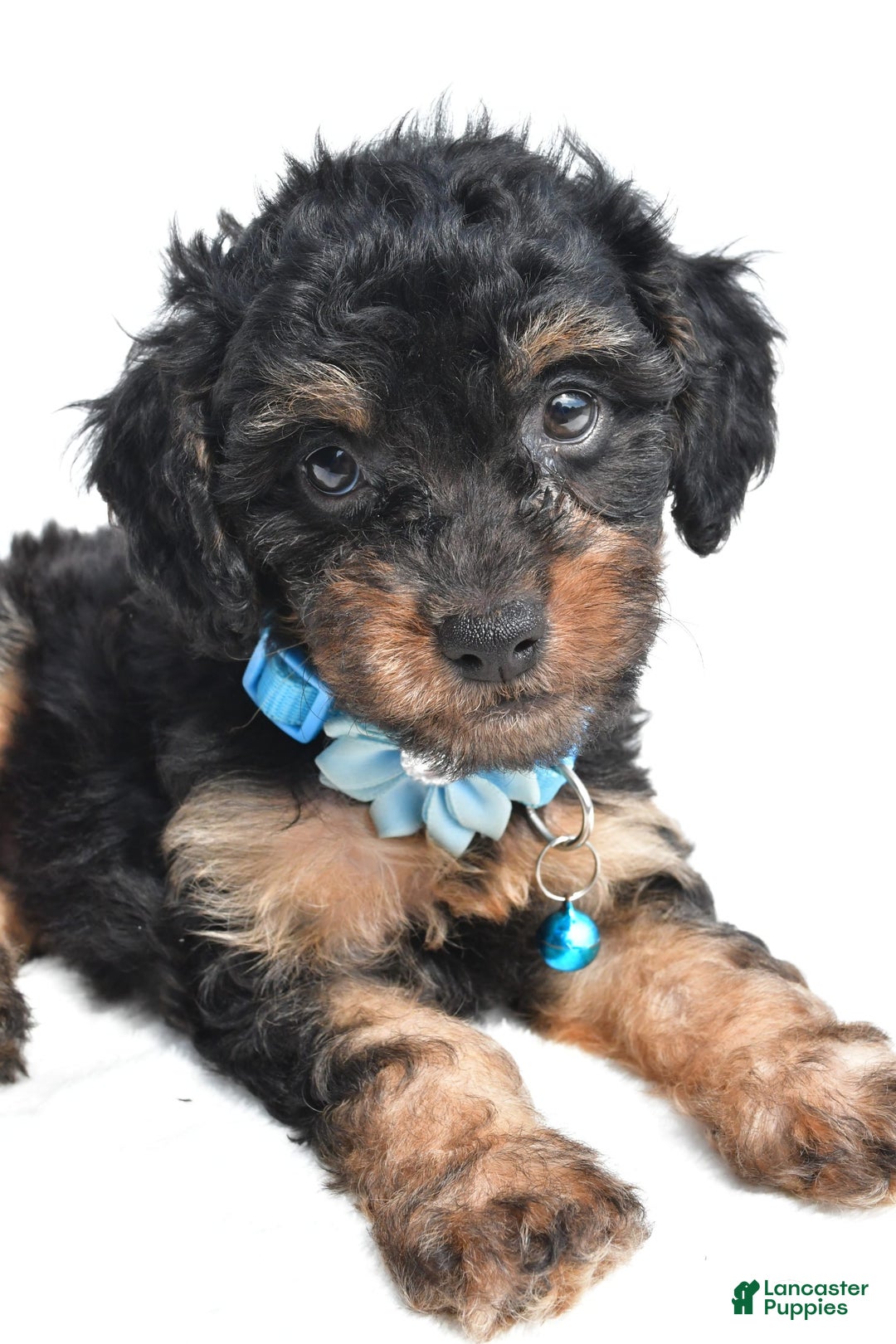 Cavapoo dogs for sale: Brooklyn - Image 4