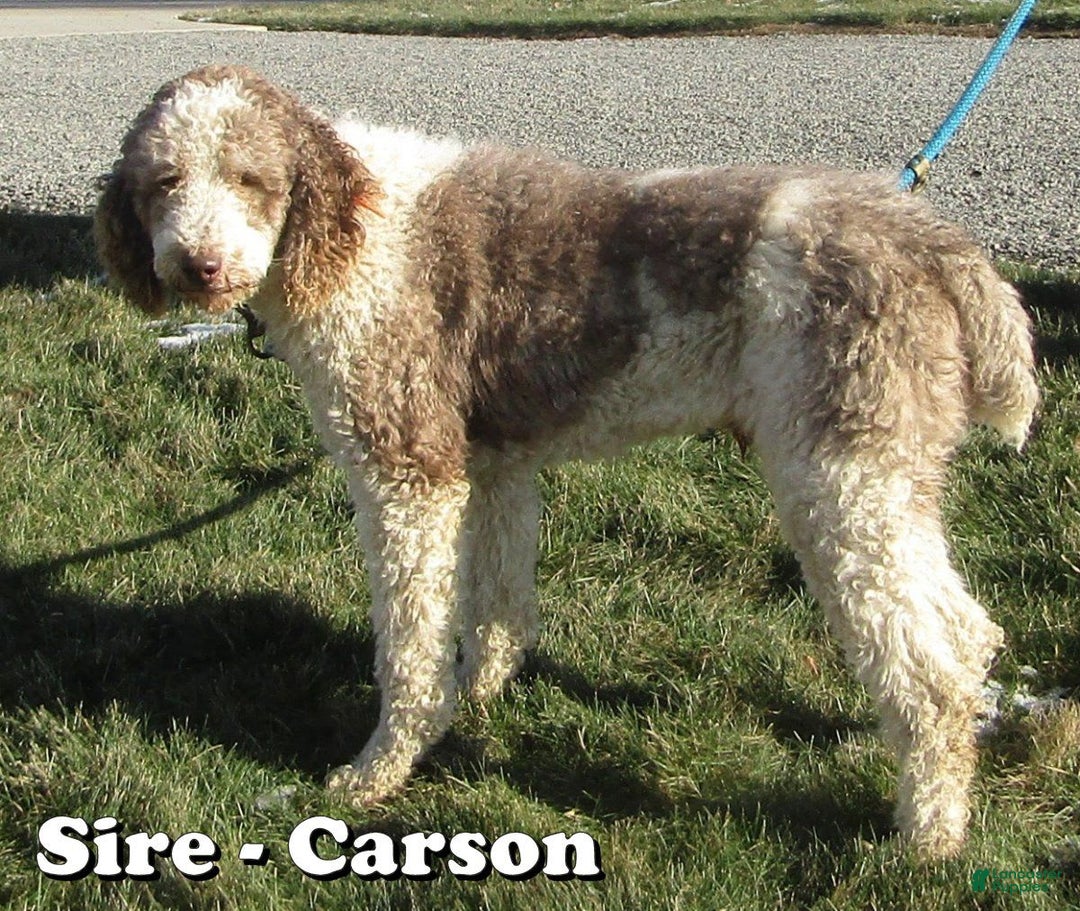 Saint Berdoodles dogs for sale: Honey - Image 7