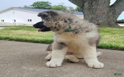 categoriesInfo:categoryAttributeOptions.dogs.breed.americanAkita dogs for sale: AKC Deisel - Image 5
