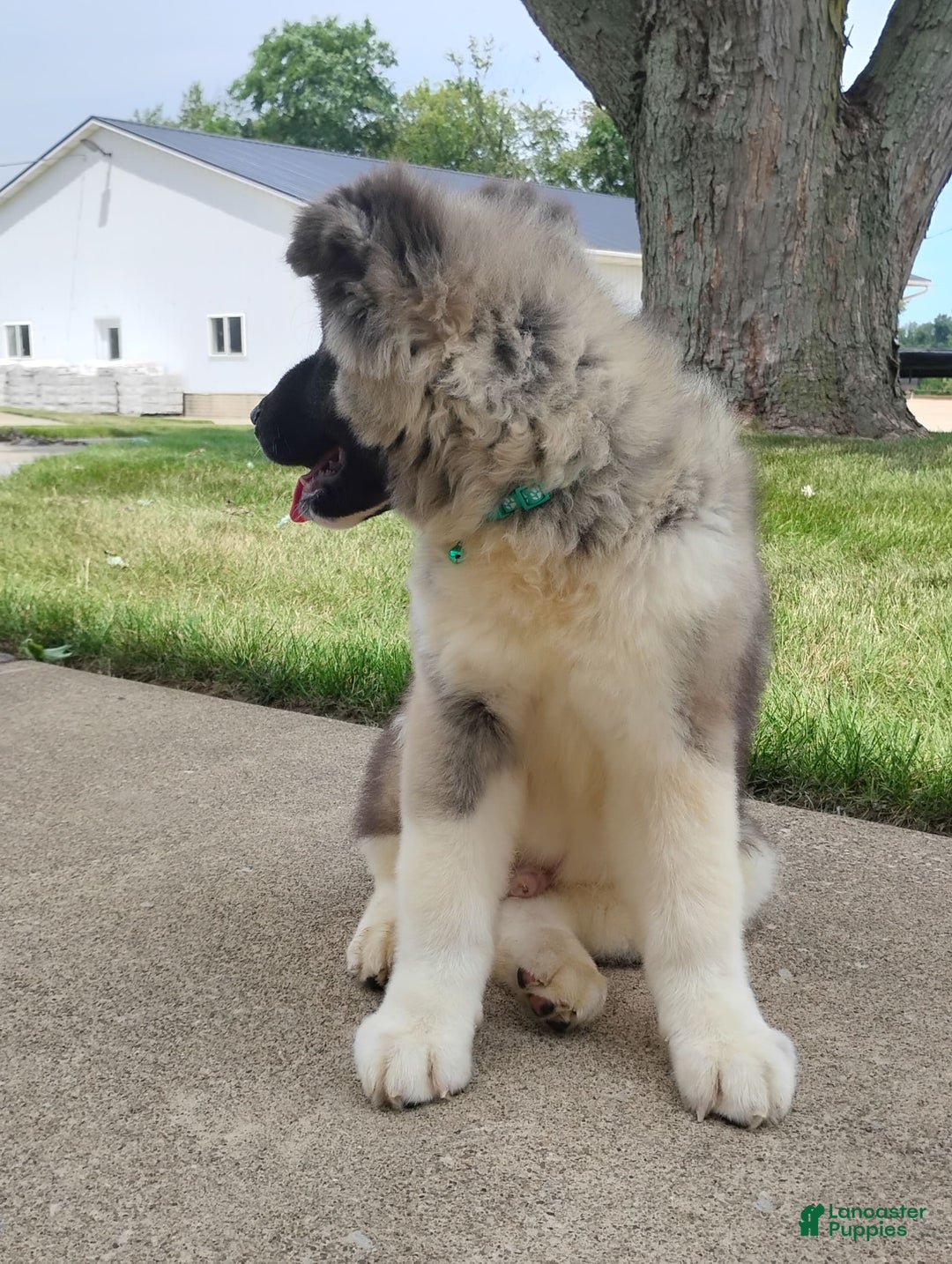 categoriesInfo:categoryAttributeOptions.dogs.breed.americanAkita dogs for sale: AKC Deisel - Image 5