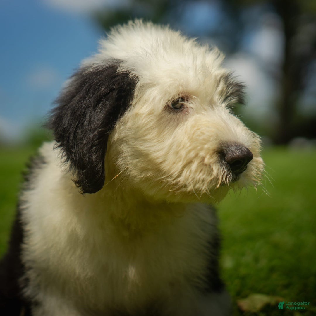 Old English Sheepdog dogs for sale: Floofy - Image 8