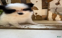 Pomeranian dogs for sale: Bear - Image 16