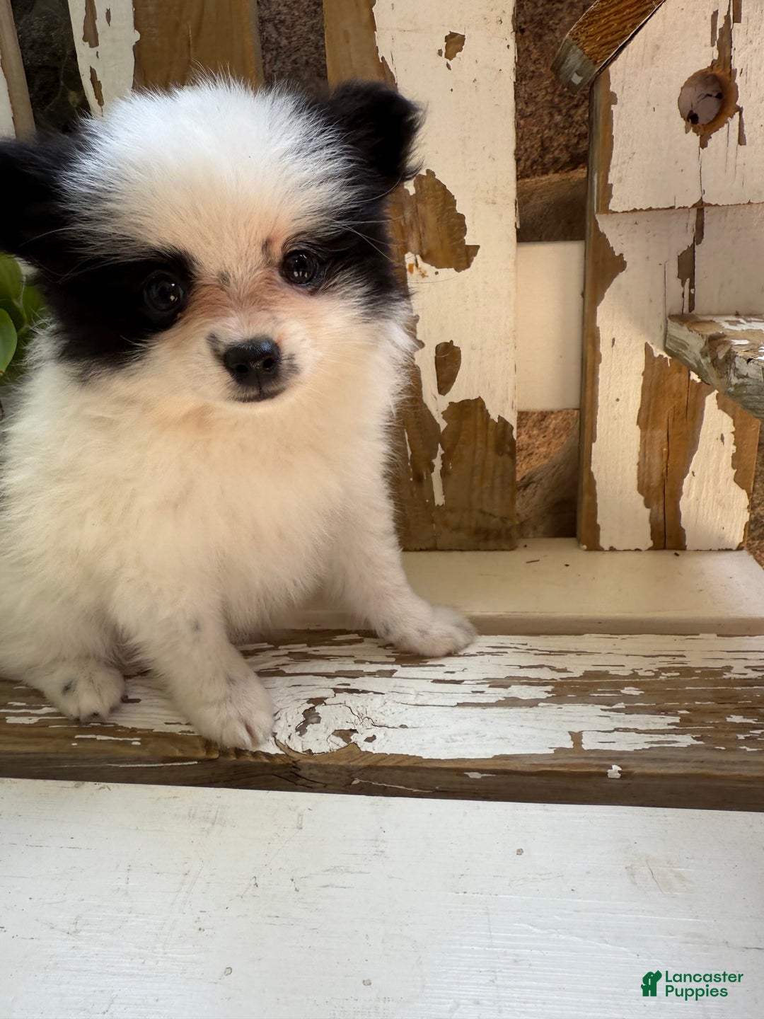 Pomeranian dogs for sale: Bear - Image 16
