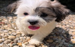 Teddy Bear dogs for sale: Whipped Cream - Image 9