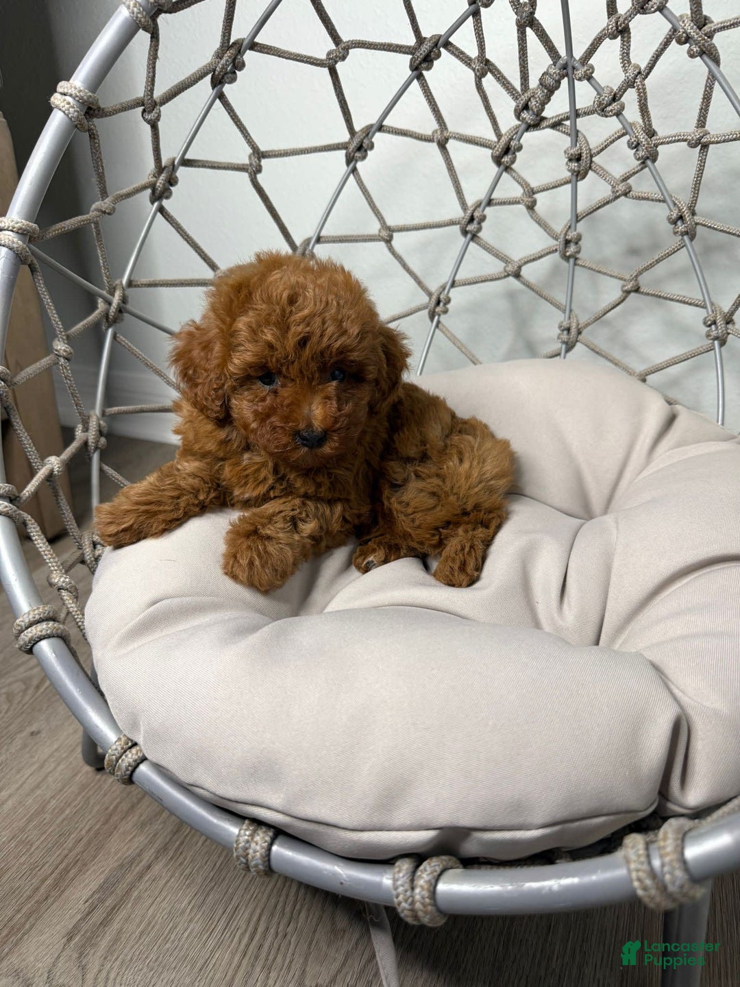 Toy Poodle dogs for sale: Potter - Image 6