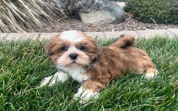 Lhasa Apso dogs for sale: Teddy - Image 8